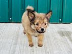 Lion Pomeranian Puppies