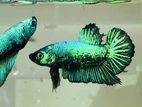 Laka Fighter Fish