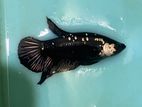Fighter Fish