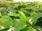 Lakperakum Arabica Coffee Plants