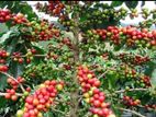 Lakperakum Arabica Coffee Plants ( ලක්පැරකුම් ඇරබිකා කෝපි පැළ )