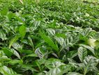 Lakperakum Arabica Coffee Plants (ලක්පැරකුම් ඇරබිකා වර්ගයේ කෝපි පැළ)