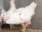 Lal Sri Pigeon