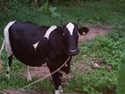 Farm Cow