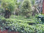 Land 7 Acres Tea /Coconut Estate for Sale Alawala