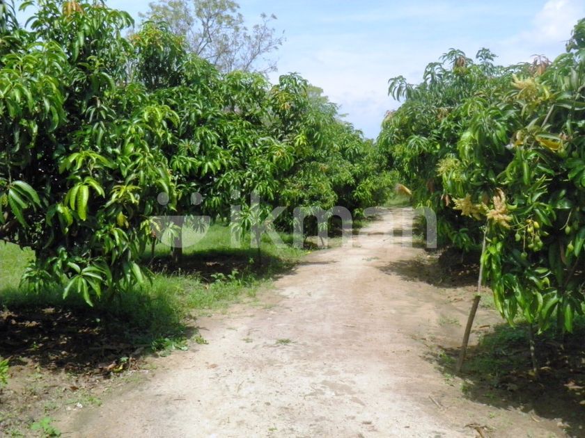 Land (Agri) For Sale In Dambulla ikman