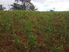 Land and House for Sale Galle Neluwa