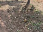 Land Fo Sale - Watawana