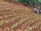Land for Sale in Ambuluwawa
