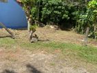 Land for quick sale in Thalawathugoda (SSPL-121)