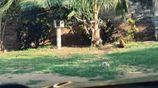 Land for Rent – Colombo–Negombo Main Road Highway Peliyagoda