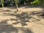 Land for Rent Ampara