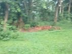 Land For Rent Kiribathgoda Sapugaskanda
