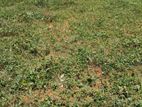 Land for Rent Thunnana Meepe