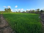 Land for Sale – 2.5 Acres Sugarcane in Galmaduwa (near Irakkamam)