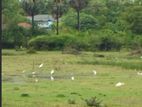 Land for Sale - 450 Perches in Arugam Bay