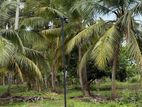 Land For Sale (අගනා පොල් ඉඩමක් )