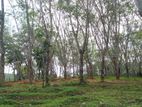 Land for Sale Ahangama Panchaliya