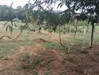 Land for Sale Alawwa