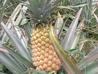 Land for sale Alawwa , Narammala Road