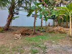 Land For Sale Alwis Avenue Dehiwala - 3844