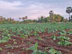 Land for Sale Ampanai – Keerimalai Road