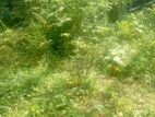 Land For Sale Angoda