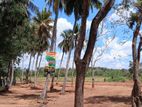 Land for Sale Anuradapura
