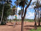 Land for sale Anuradapura