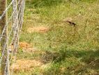 Land for Sale Anuradhapura