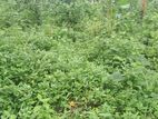 Land for sale at Dodangoda