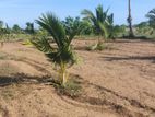 Land for Sale at Palai