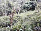 Land for sale Athgala Gampola