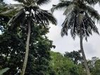Land for Sale Avissawella