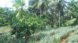 Land For Sale Avissawella