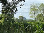 Land for Sale (back Canal) Sigiriya