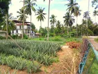 Land for Sale Batagama Kandana