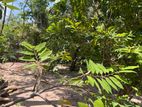 Land for Sale Batticaloa