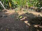 Land for Sale - Bekkegama Galthude