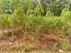 Land for Sale in Bibile