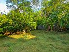 Land for Sale Borelesgamuwa