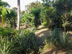 Land for Sale Closer to Weliveriya