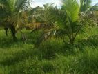 Land For Sale (Coconut Land)