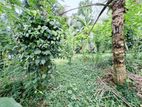 Land for Sale Cultivation, Hanwella, Waga. (ID : HNWL001)