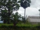 Land for Sale Dambulla ඉඩමක් විකිණීමට දඹුල්ල