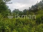 Land for Sale Dambulla ඉඩමක් විකිණීමට දඹුල්ල