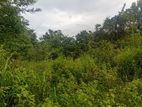 Land for Sale Dambulla ඉඩමක් විකිණීමට දඹුල්ල