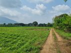 Land For Sale Dambulla-Lenadora