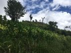 Land for Sale - Digana