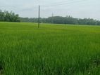 Land For Sale . Dikwella